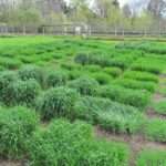 Una app nacional permite elegir las mejores fechas para la siembra del trigo