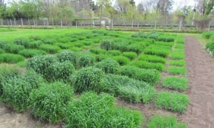 Una app nacional permite elegir las mejores fechas para la siembra del trigo