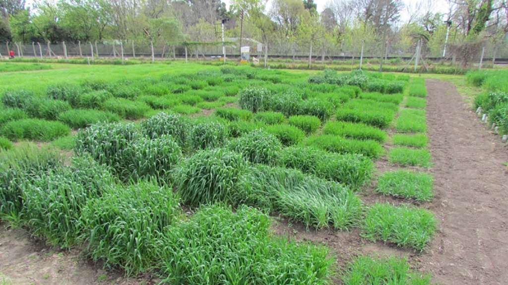 Una app nacional permite elegir las mejores fechas para la siembra del trigo