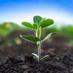 Alta calidad en las semillas de  soja en el inicio de la siembra de la campaña cordobesa