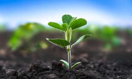 Alta calidad en las semillas de  soja en el inicio de la siembra de la campaña cordobesa