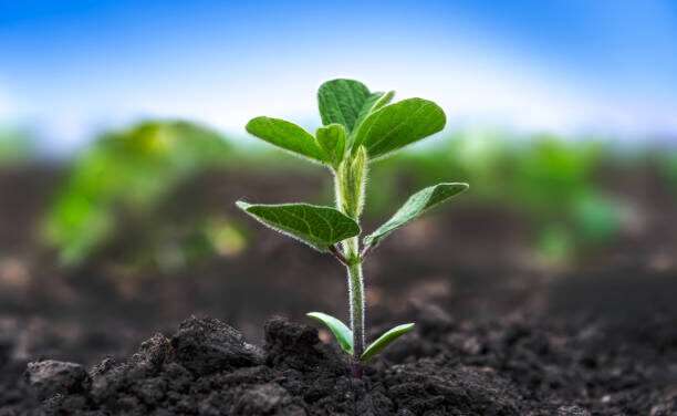 Alta calidad en las semillas de  soja en el inicio de la siembra de la campaña cordobesa