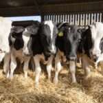 CARBAP cuestionó la tasa ambiental que propone crear una legisladora