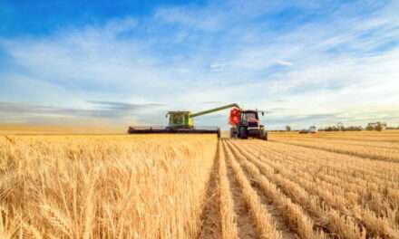 Cosecha récord de trigo: el  análisis de calidad como  clave principal de manejo