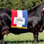 Brangus paraguaya elegida la mejor de Sudamérica y competirá por el oro en el mundial