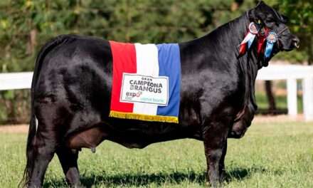 Brangus paraguaya elegida la mejor de Sudamérica y competirá por el oro en el mundial