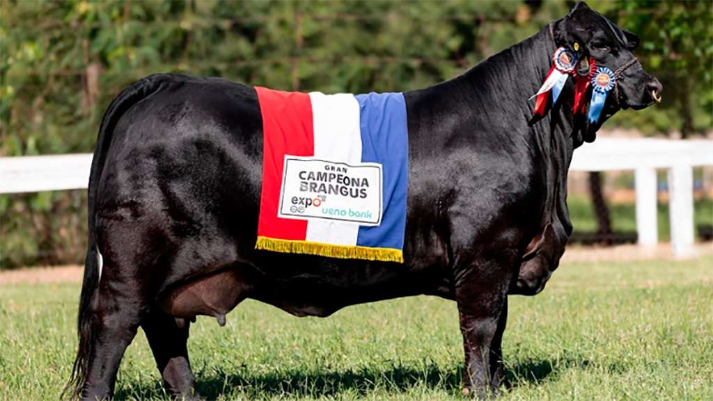 Brangus paraguaya elegida la mejor de Sudamérica y competirá por el oro en el mundial