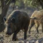 Tras el brote de peste porcina africana en España, Argentina cierra las importaciones