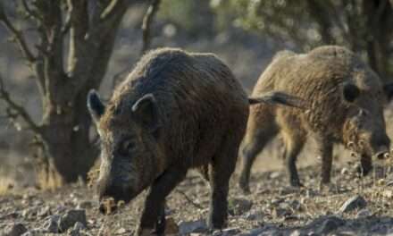 Tras el brote de peste porcina africana en España, Argentina cierra las importaciones