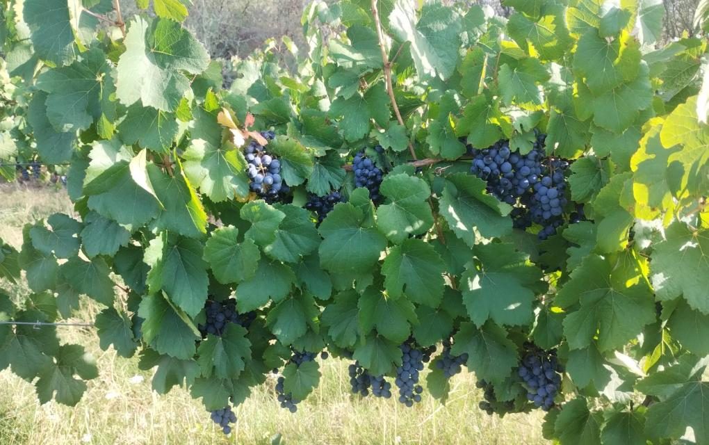 Un emprendimiento familiar de Tinogasta, produce vinos con potencial enológico