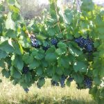 Un emprendimiento familiar de Tinogasta, produce vinos con potencial enológico