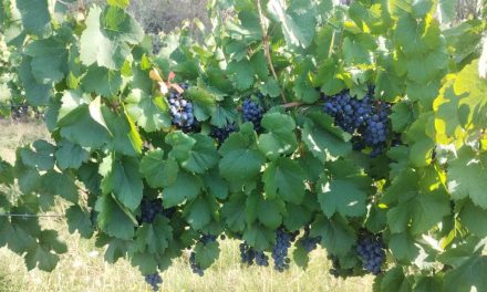 Un emprendimiento familiar de Tinogasta, produce vinos con potencial enológico