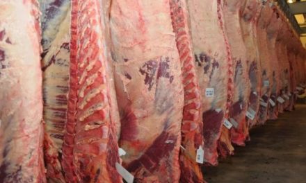 Un nuevo régimen unificado para exportaciones de carne entrará en vigencia en 2026
