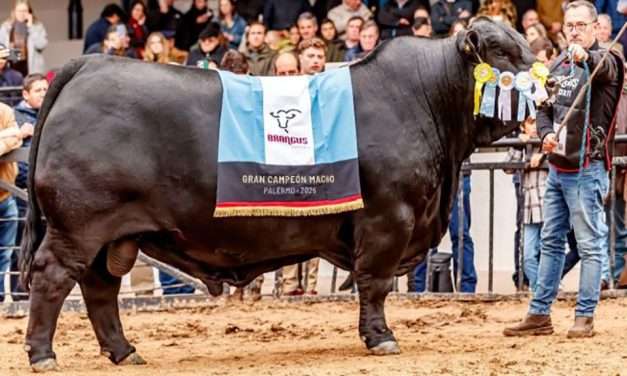 Un toro Brangus criado en  Río Cuarto se consagró Gran Campeón Mundial de la raza
