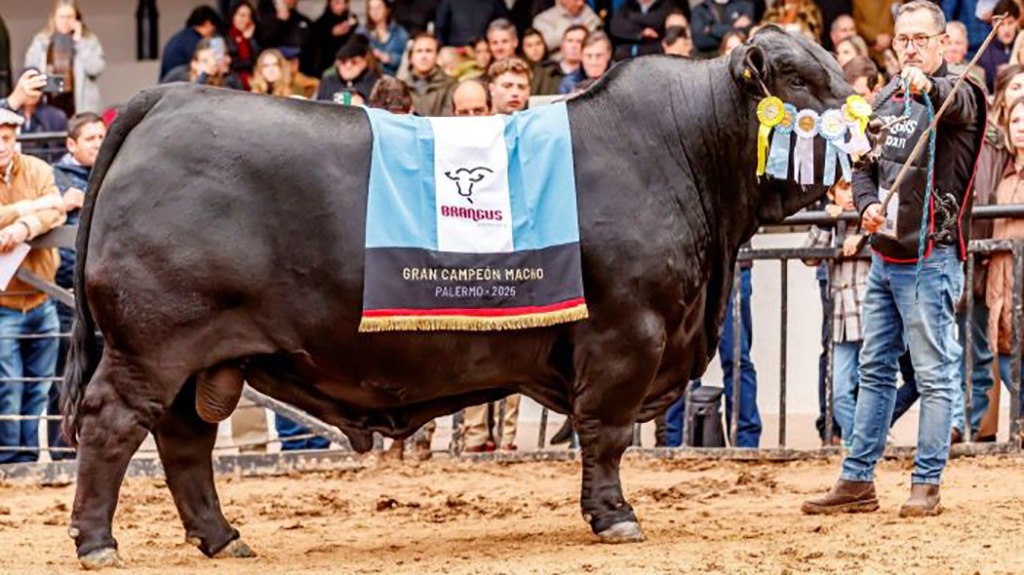 Un toro Brangus criado en  Río Cuarto se consagró Gran Campeón Mundial de la raza