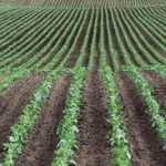 El sistema de corte  línea a línea transforma  la siembra argentina