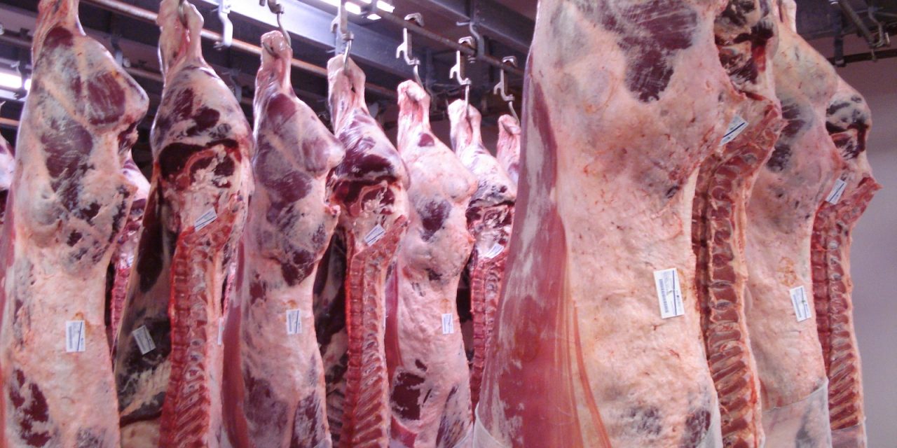 Un diagnóstico incierto del ciclo ganadero argentino según la Bolsa de Rosario