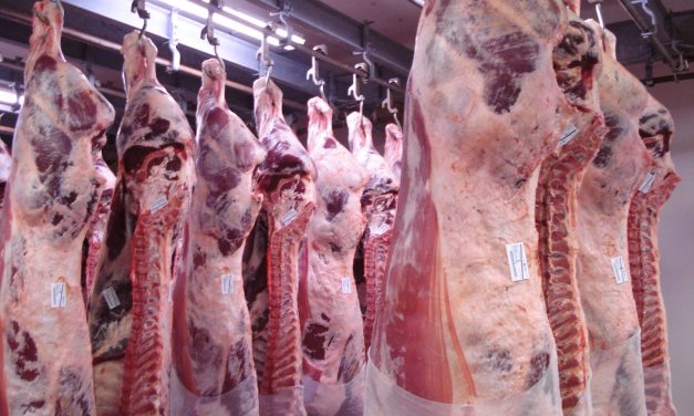 Un diagnóstico incierto del ciclo ganadero argentino según la Bolsa de Rosario