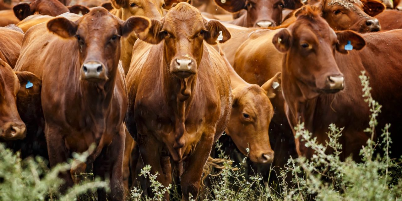 Ganadería con precios récord, pero en alerta: el negocio cierra un gran año con menos vacunos