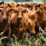 Ganadería con precios récord, pero en alerta: el negocio cierra un gran año con menos vacunos