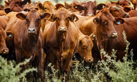 Ganadería con precios récord, pero en alerta: el negocio cierra un gran año con menos vacunos