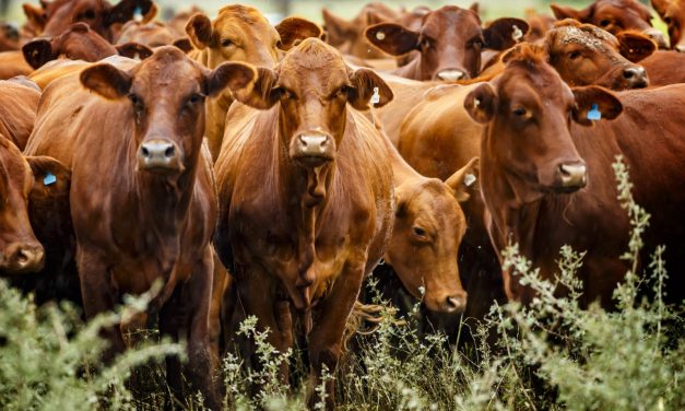 Ganadería con precios récord, pero en alerta: el negocio cierra un gran año con menos vacunos