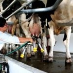 La crisis Láctea Santafesina: productores al límite mientras una empresa suma deudas