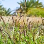 Buffel Grass: una alternativa forrajera para recuperar las áreas degradadas del suelo