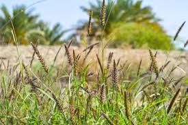 Buffel Grass: una alternativa forrajera para recuperar las áreas degradadas del suelo