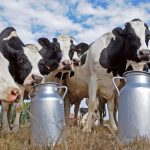 Productores santafesinos hablan de destrucción de la rentabilidad en los tambos