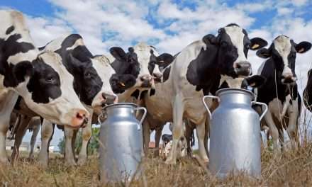Productores santafesinos hablan de destrucción de la rentabilidad en los tambos