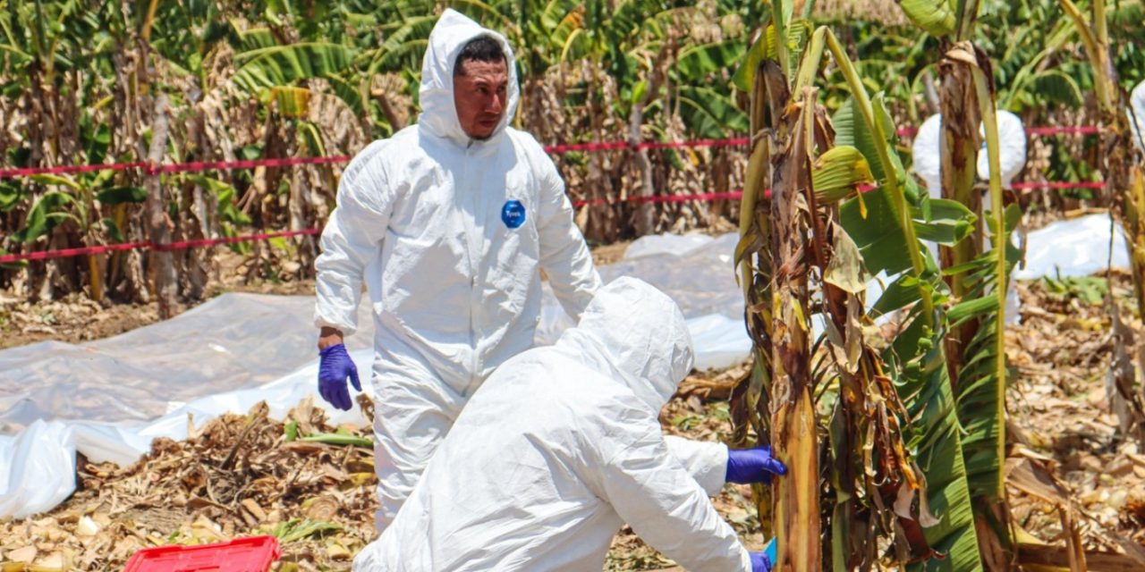 Impulsan el control biológico en cultivos de bananos del NEA