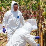Impulsan el control biológico en cultivos de bananos del NEA