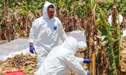 Impulsan el control biológico en cultivos de bananos del NEA