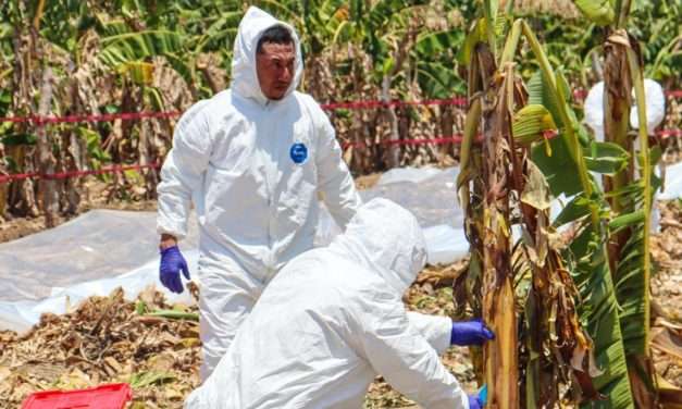 Impulsan el control biológico en cultivos de bananos del NEA