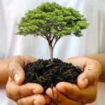 La forestación se ha vuelto clave para los negocios de exportación a nivel mundial