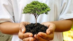 La forestación se ha vuelto clave para los negocios de exportación a nivel mundial