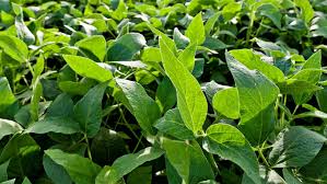 Buen estado de los cultivos mientras avanza la siembra en todas las zonas del país