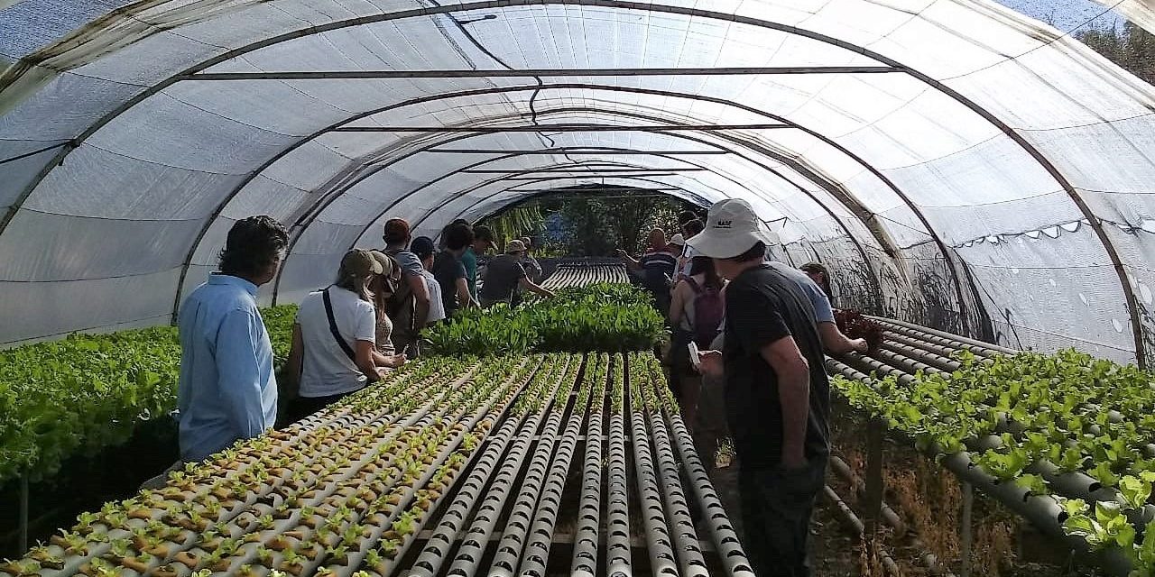 Desarrollaron un módulo hidropónico para producir vegetales en espacios reducidos