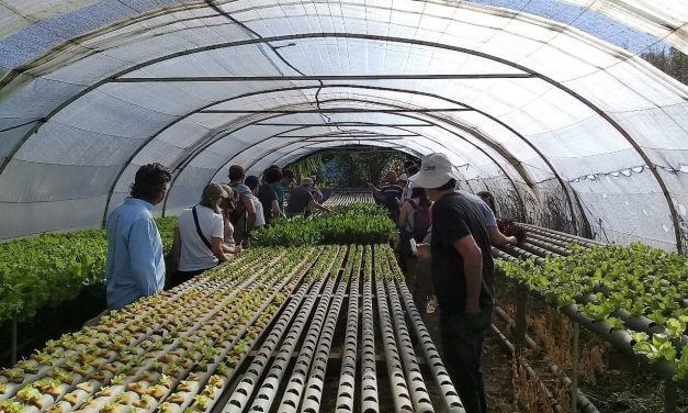 Desarrollaron un módulo hidropónico para producir vegetales en espacios reducidos