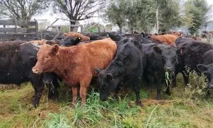 Festucosis: pautas para prevenir intoxicaciones en los rodeos bovinos