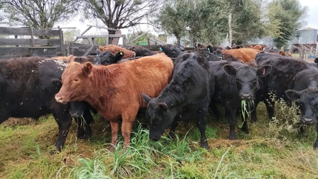 Festucosis: pautas para prevenir intoxicaciones en los rodeos bovinos