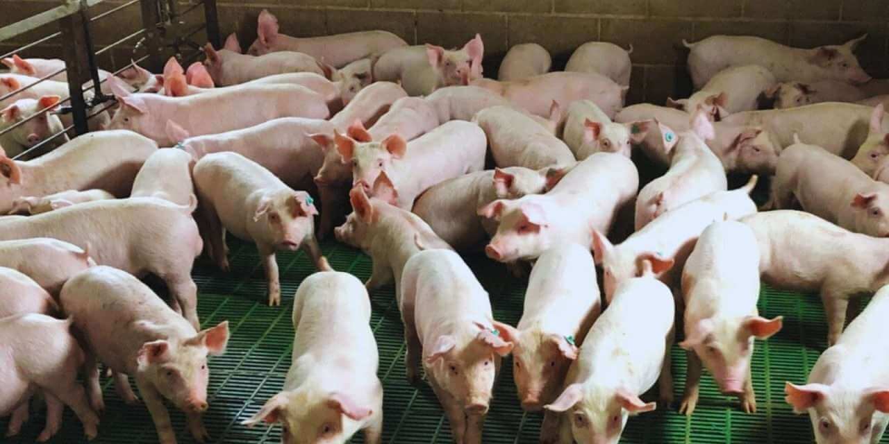 El INTA asegura que el uso de efluentes porcinos aumenta rinde de la soja