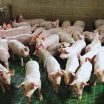 El INTA asegura que el uso de efluentes porcinos aumenta rinde de la soja