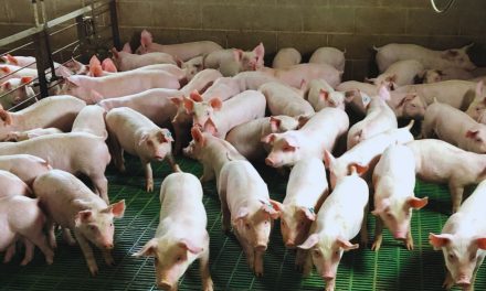 El INTA asegura que el uso de efluentes porcinos aumenta rinde de la soja