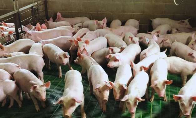 El INTA asegura que el uso de efluentes porcinos aumenta rinde de la soja