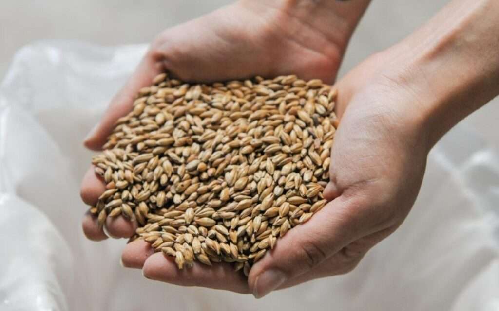 El rinde de la cebada está por encima de lo obtenido en 2024/5