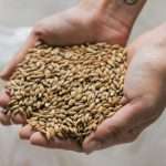 El rinde de la cebada está por encima de lo obtenido en 2024/5