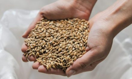 El rinde de la cebada está por encima de lo obtenido en 2024/5