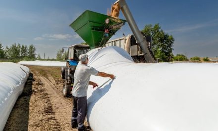 El monitoreo de granos en silobolsas: etapa crítica que  define calidad y rentabilidad